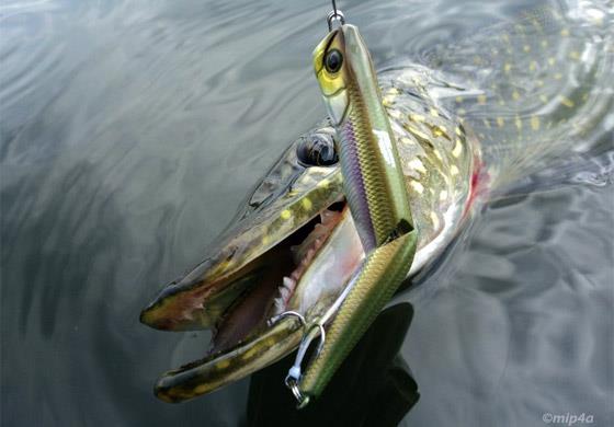 Diverse  - stiuca.jpg